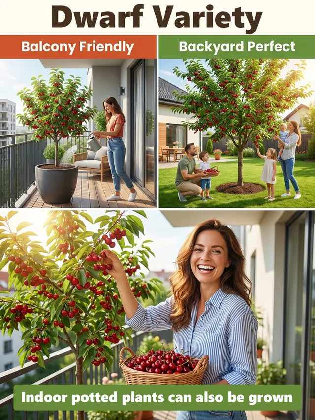 🏆Over 65,000 SOLD!🍒 🌿Extra Large Goma Harry Cherry Tree Saplings– Easy to grow on your porch and balcony at home