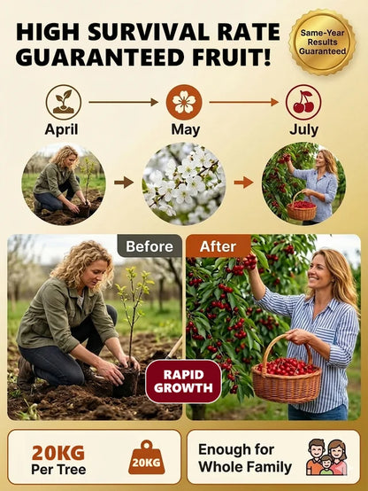 🏆Over 65,000 SOLD!🍒 🌿Extra Large Goma Harry Cherry Tree Saplings– Easy to grow on your porch and balcony at home