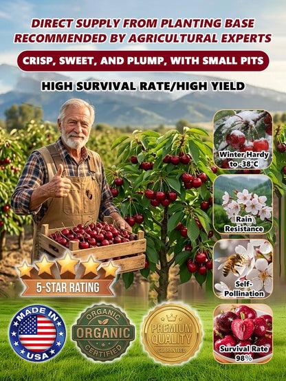 🏆Over 65,000 SOLD!🍒 🌿Extra Large Goma Harry Cherry Tree Saplings– Easy to grow on your porch and balcony at home
