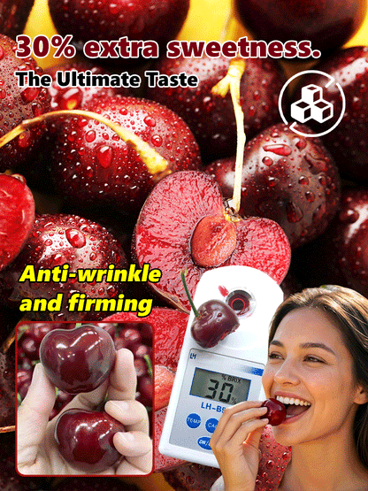 🏆Over 65,000 SOLD!🍒 🌿Extra Large Goma Harry Cherry Tree Saplings– Easy to grow on your porch and balcony at home