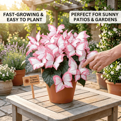 ✨Easy-to-Grow Seeds — Butterfly Blooms for a Living Garden
