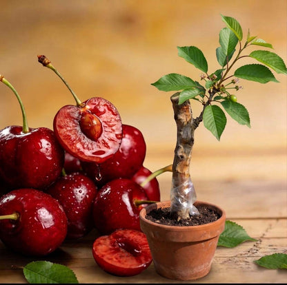 Taste the Sweetness: Grow Your Own Abundant Cherry Orchard! 🍒✨