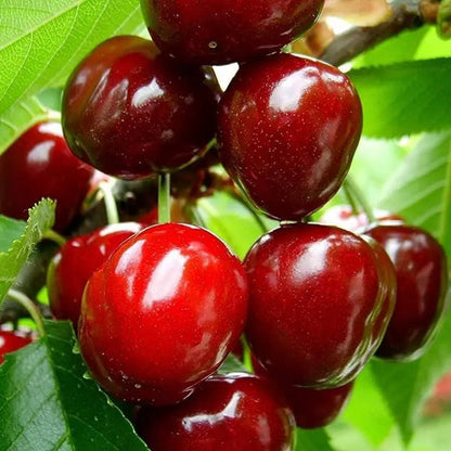 Taste the Sweetness: Grow Your Own Abundant Cherry Orchard! 🍒✨