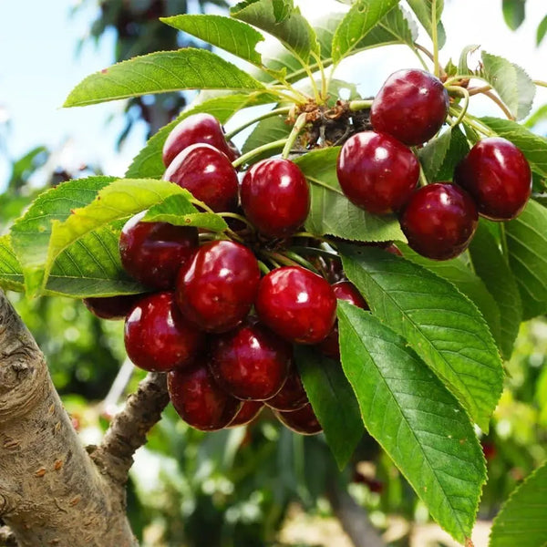 Taste the Sweetness: Grow Your Own Abundant Cherry Orchard! 🍒✨